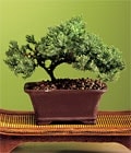 �zel ve etkilemek isteyenler i�in  bonsai bitkisi minyat�r a�a�