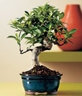 Ankara �i�ek sipari�i sitemizin g�rsel �r�n�  Bonsai saks� �i�e�i i� mekan bitkileri s�s bitkisi