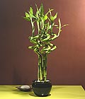 Ankara �i�ek g�nder firmas� �ahane �r�n�m�z  Lucky Bamboo �ans mele�i �i�e�i bambu �i�e�i