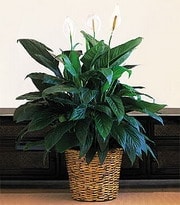 Ankara �i�ek g�nderme firmam�zdan size �zel  Spathiphyllum saks� �i�e�i i� mekan bitkileri s�s bitkisi