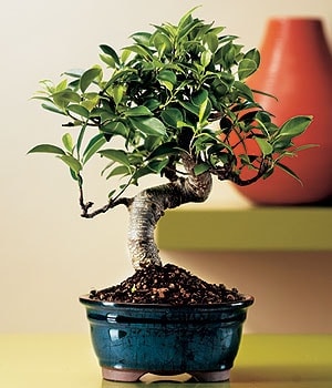 Ostim ve Ankara i�in g�rsel bir tanzim  Minyat�r Bonsai saks� �i�e�i