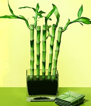 Ankara �i�ek�ilik g�rsel �i�ek modeli firmam�zdan  Lucky Bamboo �ans mele�i �i�e�i bambu �i�e�i