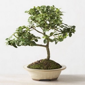 Ankara �entepe �i�ek�i firma �r�n�m�z  Bonsai k���k japon a�ac� i� mekan s�s bitkisi
