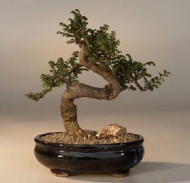 Bonsai k���k japon a�ac� i� mekan s�s bitkisi  Ankara ostim �i�ek�ilik firmas� �r�n�m�z  