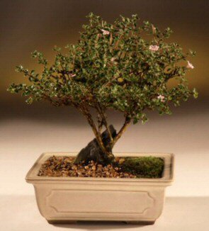 Bonsai k���k japon a�ac� i� mekan s�s bitkisi Ankara Ostim �i�ek g�nder  en �ok sat�lan �r�n�m�z  