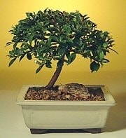 Bonsai k���k japon a�ac� i� mekan s�s bitkisi Ben farkl� bir �r�n g�ndermek istiyorum diyor iseniz  