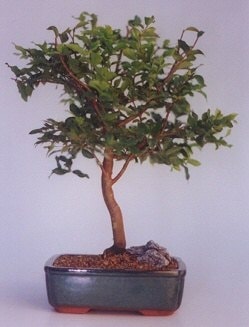Bonsai k���k japon a�ac� i� mekan s�s bitkisi �zel ve etkilemek isteyenler i�in  