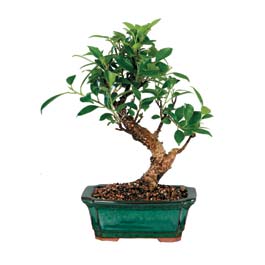 Bonsai k���k japon a�ac� i� mekan s�s bitkisi Ankara Ke�i�ren �i�ek�i firma �r�n�m�z  