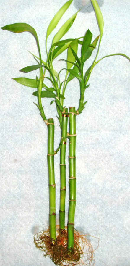 Kaliteli ve fiyat� ucuz bir �r�n  Lucky Bamboo �ans mele�i �i�e�i bambu �i�e�i
