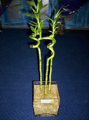 Ankara �i�ek g�nder firmam�zdan g�rsel �r�n  Lucky Bamboo �ans mele�i �i�e�i bambu �i�e�i