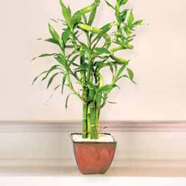 14 �ubat sevgililer g�n� firmam�zdan  Lucky Bamboo �ans mele�i �i�e�i bambu �i�e�i