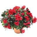 Ankarade farkl� bir �i�ek firmas� �r�n�   A�elya saks� �i�e�i i� mekan bitkileri s�s bitkisi